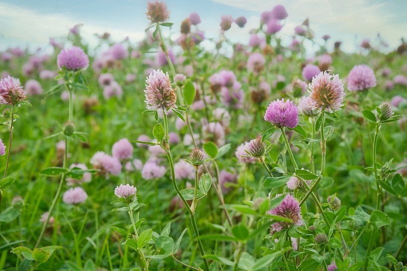 Klaverbloemen in een weide. Bloemenweide in groen en roze. van Martin Köbsch