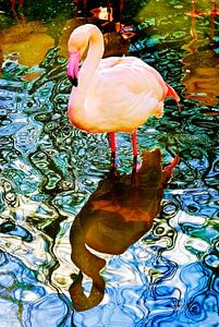 Flamant rose