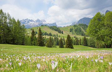 Krokussenweide op Piz Sorega, Dolomieten Zuid-Tirol van SusaZoom