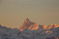 Sonnenaufgang am Finsteraarhorn mit Alpenglühen von Martin Steiner Miniaturansicht