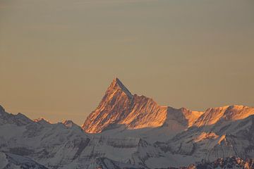 Sonnenaufgang am Finsteraarhorn mit Alpenglühen