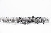 Schapen in een besneeuwde weide in een winterlandschap van Sjoerd van der Wal Fotografie thumbnail