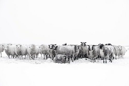 Schapen in een besneeuwde weide in een winterlandschap