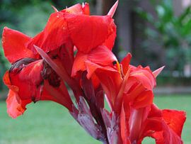 costa rica by Margot van Dijk