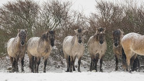Konikpaarden in de sneeuw