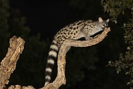 Genet-Katze bei Nacht Er sieht ein bisschen aus wie eine Katze, eng verwandt mit Mungos. von Hans Hut