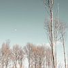 Bomen in de winter van Carla van Zomeren