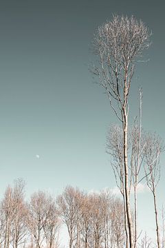 Les arbres en hiver sur Carla van Zomeren