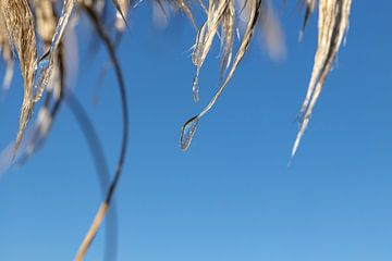 Der Frost bildet Eis auf den Wedeln des Pampasgras
