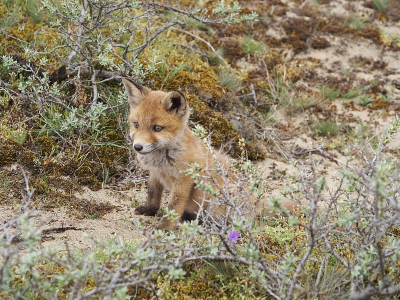 Beauty! Little fox, fox cub by Marjon Woudboer