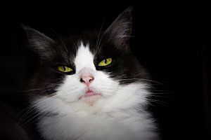 Portrait d'un chat gris et blanc aux yeux verts et jaunes