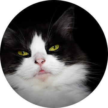 Portret van een grijs witte kat met groen gele ogen van Maud De Vries
