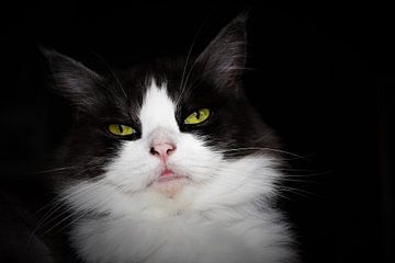 Portret van een grijs witte kat met groen gele ogen van Maud De Vries