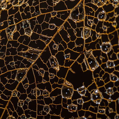 Gouttes dégoulinant sur les nervures des feuilles