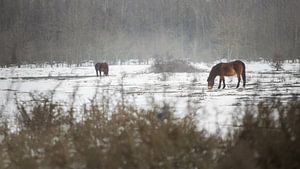 Exmoor-Ponys