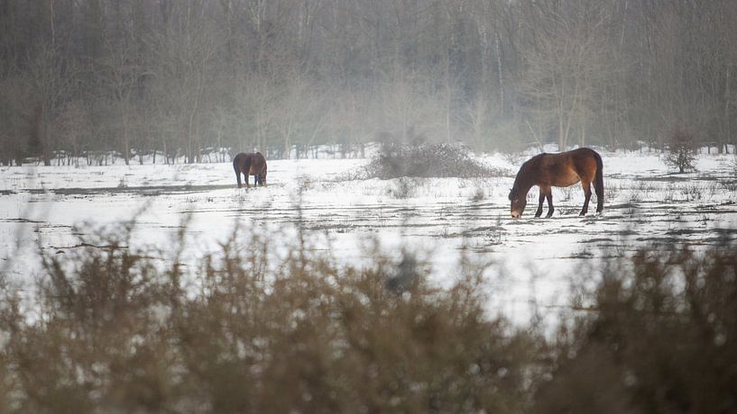 Exmoor ponies by Special Moments MvL