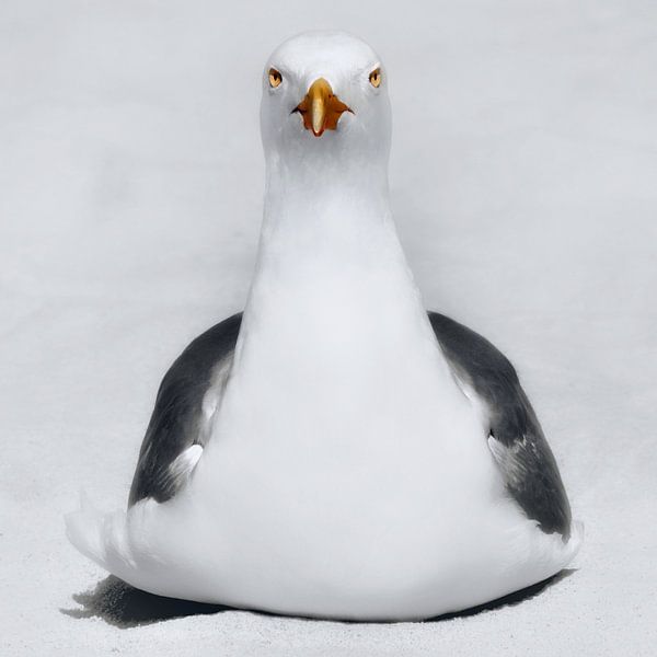 Seagull by Maickel Dedeken