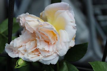 zarte Rose (delicate roos) van Margit Färber