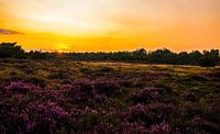 Heath valley at sunset
