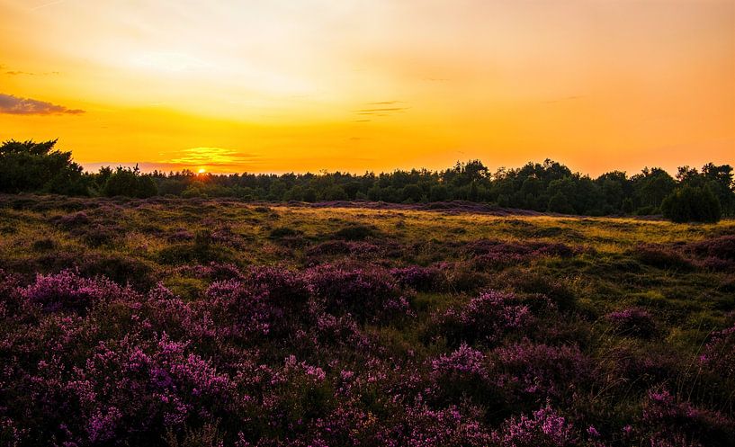 Heide bij zonsondergang  van Paula Darwinkel