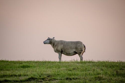 Het eenzame schaap