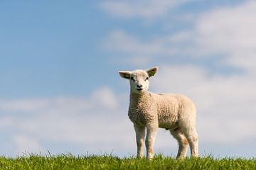 Stoer lammetje op een dijk van Jenco van Zalk