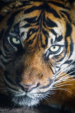 Der wachsame Tiger von Tom Ruijs