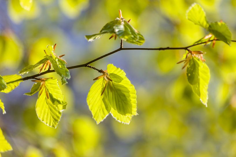 Fresh beech leaves in spring by Christian Müringer