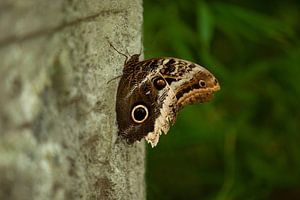 Schöner Schmetterling