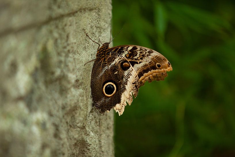 Beautiful butterfly by Special Moments MvL
