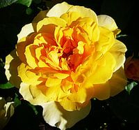 Gelbe Rose