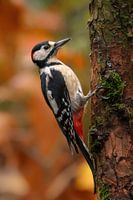 Grote Bonte Specht in herfstsfeer