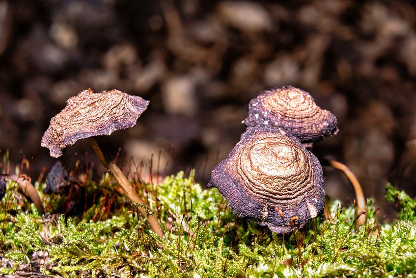 Vieux champignons dans la forêt par Andreas Völkel