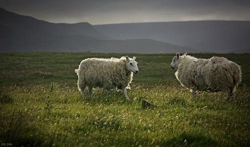indrukken van Schotland - wachtte 4 u