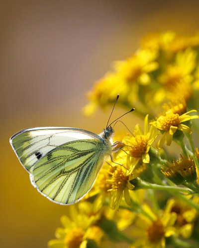 Blanc à petites veines