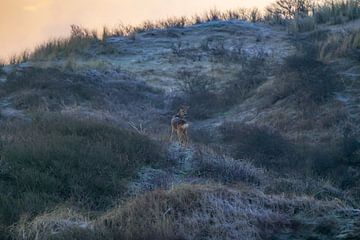 Veau dans la dune sur Dirk van Egmond