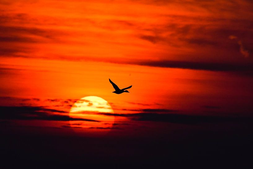Eend vliegt ondergaande zon voorbij by Jelle Mijnster