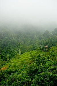 Rice terrace in Vietnam, Asia by Ellis Peeters