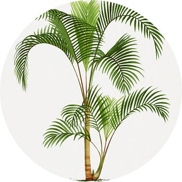 Palmplant | Hypophorbe Indica Gaertn. van Peter Balan