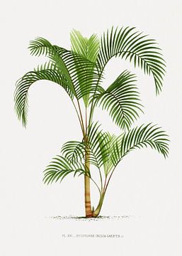 Palm plant | Hypophorbe Indica Gaertn. by Peter Balan