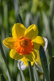 The shining soul of the meadow by Photoart-Naegele