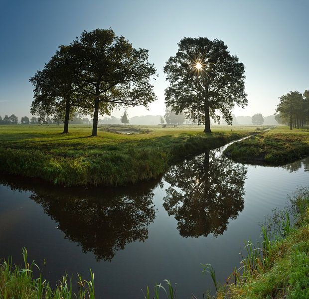Sunshine through treebanches by Rene van der Meer