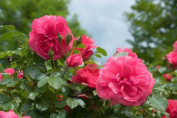 mooie donkerroze rozen en bloesems, wazige bomen achteraan van SusaZoom