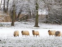 Schapen in besneeuwde Nederlandse polder