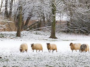 Schapen in besneeuwde Nederlandse polder van Jacob Molenaar