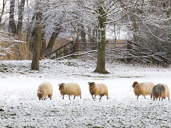 Schafe im holländischen Schnee