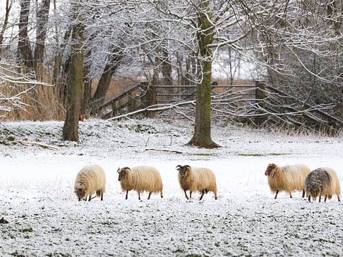 Schapen in besneeuwde Nederlandse polder