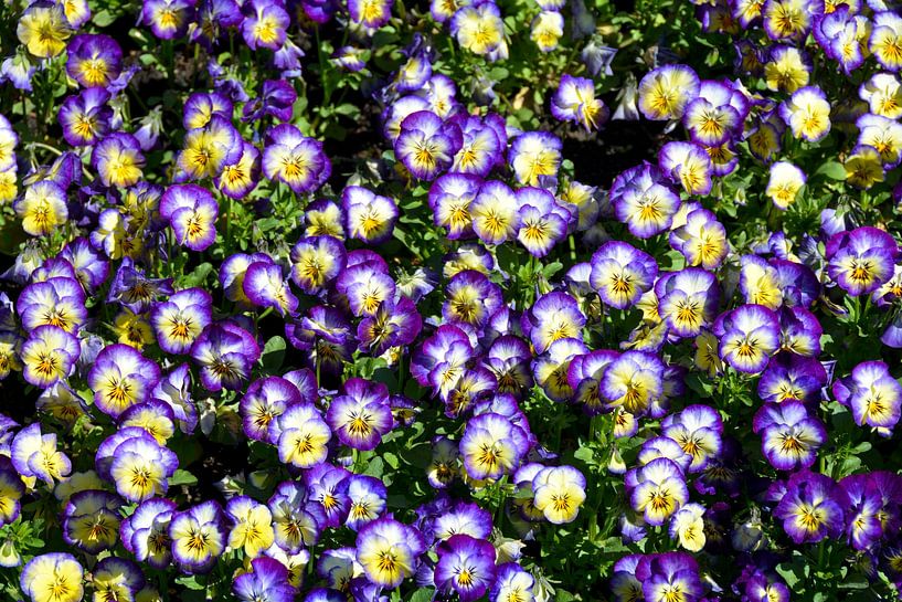 Purple dream by Claudia Evans