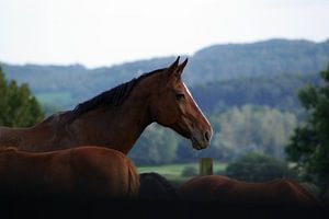 Der Hengst: der Wächter