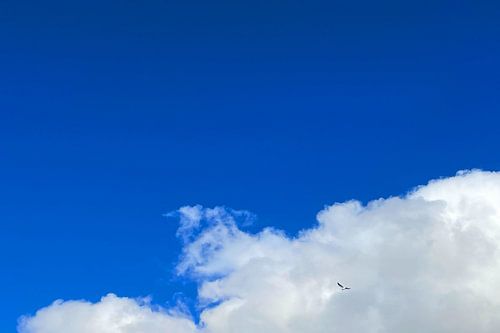 A bird in flight against a backdrop of white cumulus clouds